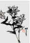 Qi Mengzhang 's freehand brushwork style ink wash painting (aka Chinese painting, literati painting, ink painting, ink brush painting): Balloon Flower, 51×35cm, ink, thumbnail